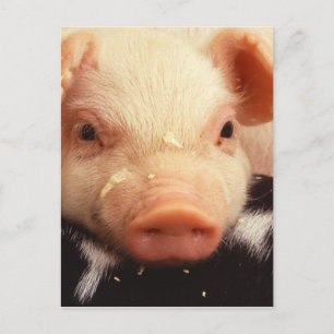 Carte Postale Lazy Piglet