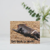 Carte Postale Lazy Tassie Devil (Debout devant)