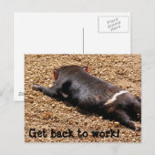 Carte Postale Lazy Tassie Devil (Devant / Derrière)