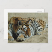 Carte Postale Lazy Tiger Superbe Big Cat Photo (Devant / Derrière)