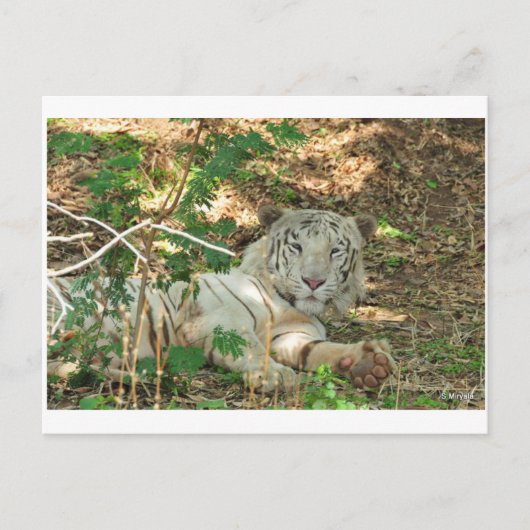Carte Postale Lazy White Tiger (Devant)
