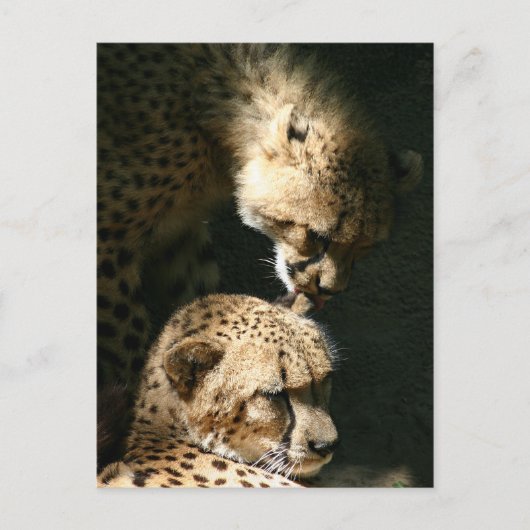 Carte Postale Le baiser (Devant)