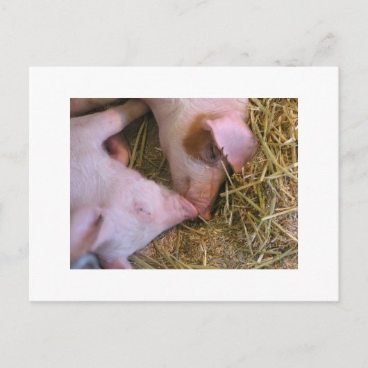 Carte Postale Le baiser (Devant)