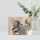 Carte Postale Le ballet de la nature : une danse des plumes (Debout devant)