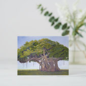 Carte Postale Le banian de MacArthur (Debout devant)