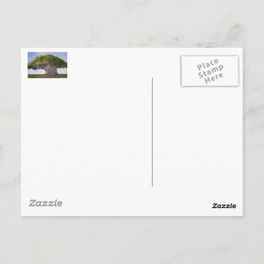 Carte Postale Le banian de MacArthur (Dos)