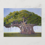 Carte Postale Le banian de MacArthur (Devant)