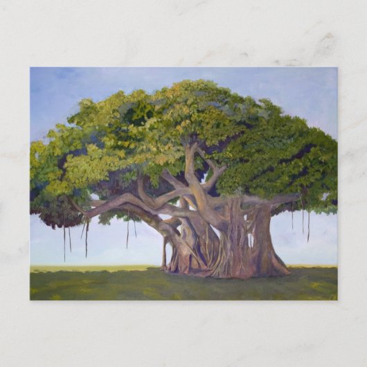 Carte Postale Le banian de MacArthur (Devant)