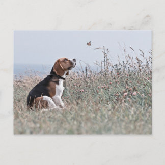 Carte Postale Le Beagle