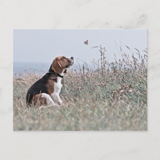 Carte Postale Le Beagle (Devant)