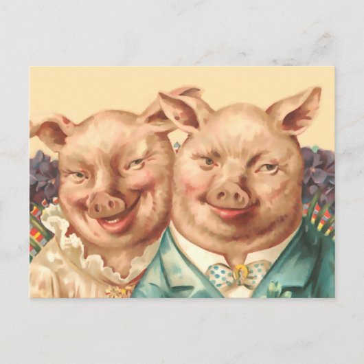 Carte Postale Le beau couple de cochon (Devant)