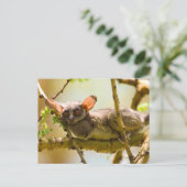 Carte Postale Le Bébé du Sénégal (Galago Senegalensis) (Debout devant)