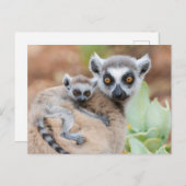 Carte Postale Le bébé Lemur de Ring-Tailed (Devant / Derrière)