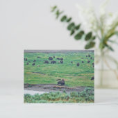Carte Postale Le bison américain (Debout devant)