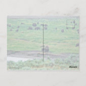 Carte Postale Le bison américain (Dos)