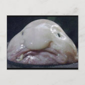 Carte Postale Le Blobfish (Devant)