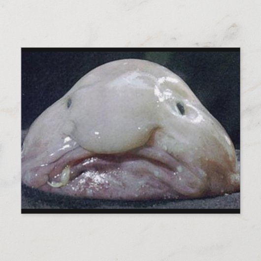 Carte Postale Le Blobfish (Devant)