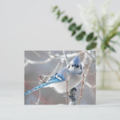 Carte Postale Le Bluejay 1 (Debout devant)