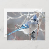 Carte Postale Le Bluejay 1 (Devant / Derrière)