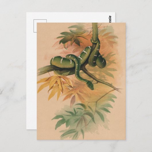 Carte Postale Le Boa Vert de Joseph Wolf (Devant / Derrière)