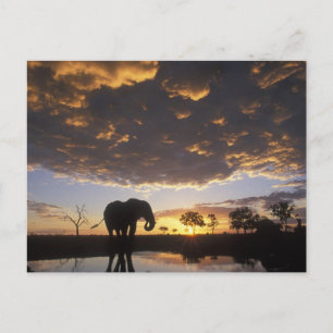 Carte Postale Le Botswana, parc national de Chobe, éléphant