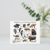 Carte Postale "Le Bouclier canadien" (Debout devant)