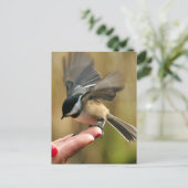 Carte Postale Le Bruant atterrit sur la main de ma femme (Debout devant)