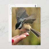 Carte Postale Le Bruant atterrit sur la main de ma femme (Devant / Derrière)