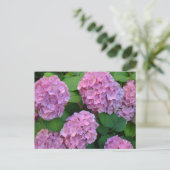 Carte Postale Le buisson d'hortensia rose (Debout devant)