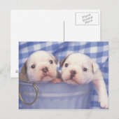 Carte Postale Le Bulldog, souvent appelé le Bulldog anglais, (Devant / Derrière)