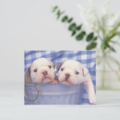 Carte Postale Le Bulldog, souvent appelé le Bulldog anglais, (Debout devant)