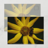 Carte Postale Le Bumble et le Tournesol (Devant / Derrière)
