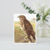Carte Postale Le buzzard (Debout devant)