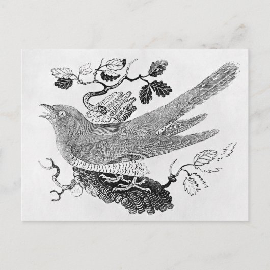 Carte Postale Le cacao (Devant)