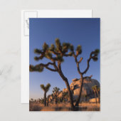 Carte Postale Le cactus et le casquette de Cholla basculent, (Devant / Derrière)