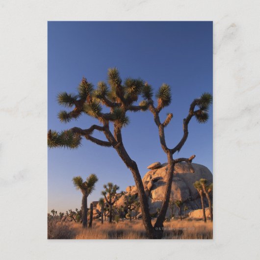 Carte Postale Le cactus et le casquette de Cholla basculent, (Devant)