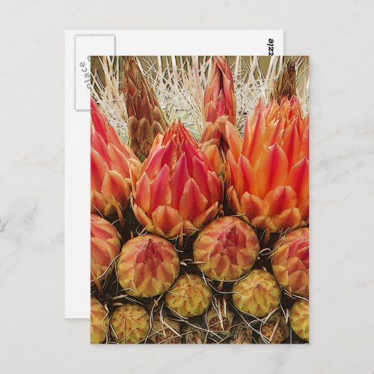 Carte Postale Le cactus fleurit 012j (Devant / Derrière)