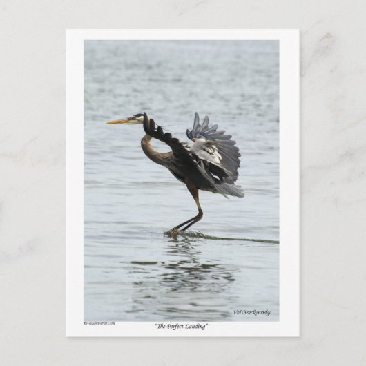 Carte Postale Le cadeau parfait Landing Blue Heron (Devant)