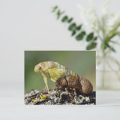 Carte Postale Le Canada sort de son exuvia (Debout devant)