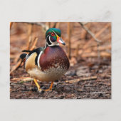 Carte Postale Le canard à bois étonnant dans les bois (Devant)