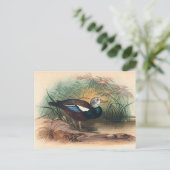 Carte Postale Le canard blindé par Joseph Wolf (Debout devant)