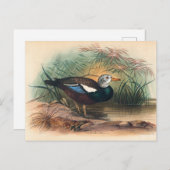 Carte Postale Le canard blindé par Joseph Wolf (Devant / Derrière)