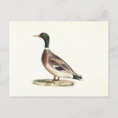 Carte Postale Le canard colvert ou sauvage (Anas platyrhynchos) (Devant)