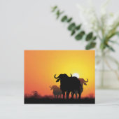 Carte Postale Le Cap Buffalo (Debout devant)