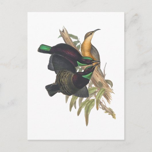 Carte Postale Le carabine de Victoria (Devant)