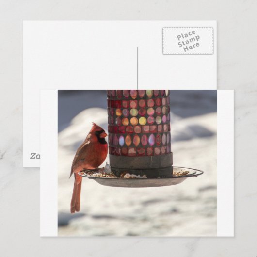 Carte Postale Le cardinal (Devant / Derrière)