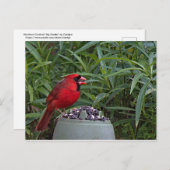Carte Postale Le Cardinal du Nord garde son dîner (Devant / Derrière)