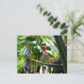 Carte Postale Le cardinal Hawaii Bird of Paradise Coconuts (Debout devant)