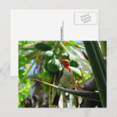 Carte Postale Le cardinal Hawaii Bird of Paradise Coconuts (Devant / Derrière)