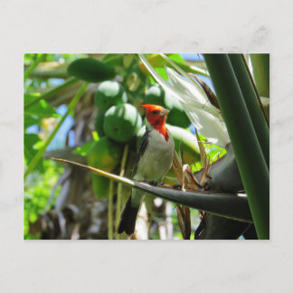Carte Postale Le cardinal Hawaii Bird of Paradise Coconuts